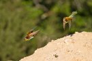 Guêpier d'Europe - Merops apiaster