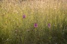 Orchis pyramidal - Anacamptis pyramidalis