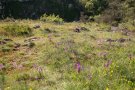 Orchis mâle - Orchis mascula