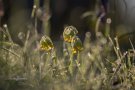 Primevère officinale - Primula veris