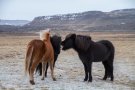 L'islandais, cheval de selle de petite taille