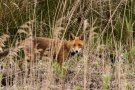 Renard roux - Vulpes vulpes - Réserve du Teich (33)