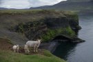 Moutons islandais sur les côtes du nord est