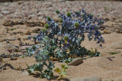 Panicaut de mer - Eryngium maritimum