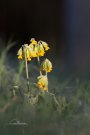Primevère officinale - Primula veris