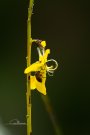 Genêt - Cytisus scoparius