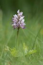 Orchis singe - Orchis simia