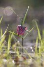 Fritillaire Pintade - Fritillaria meleagris - 2024