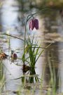 Fritillaire Pintade - Fritillaria meleagris - 2024