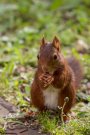 Ecureuil d'Eurasie ou écureuil roux - Sciurus vulgaris