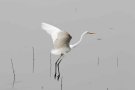 Grande Aigrette - Ardea alba