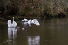 Grande Aigrette - Ardea alba