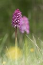 Orchis singe - Orchis simia