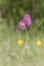 Orchis singe - Orchis simia